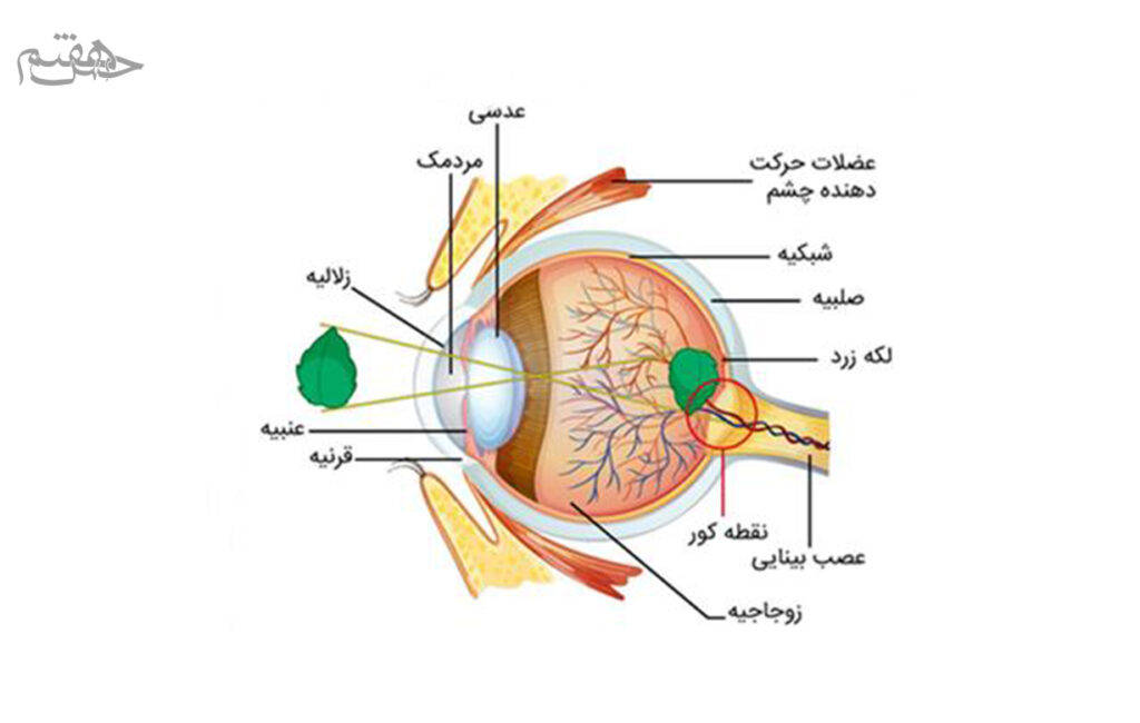 قرنیه 