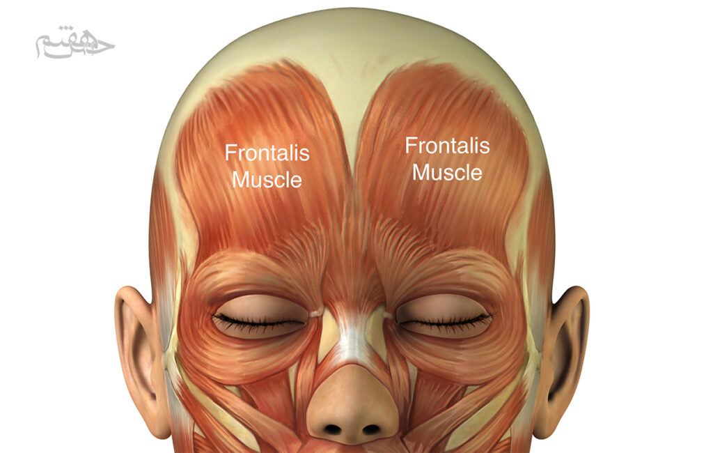 عضله پیشانی 