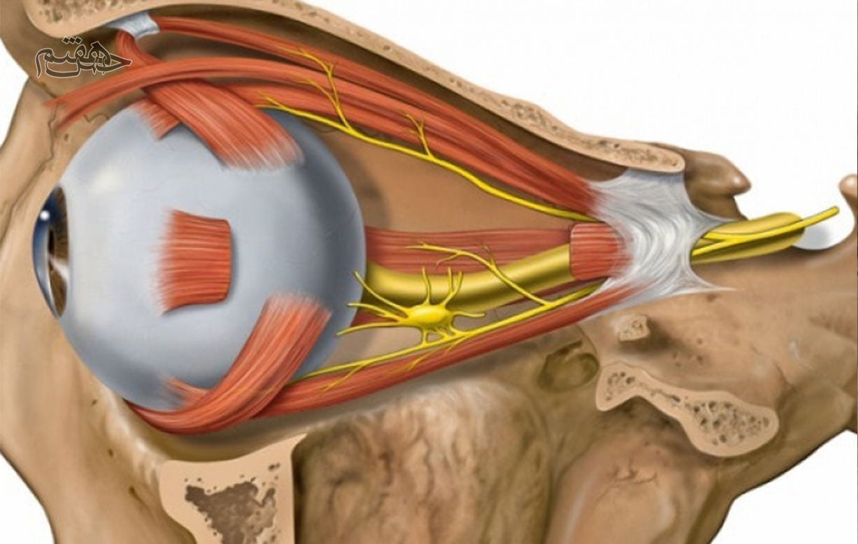 عصب بینایی ارتباط چشم و مغز 