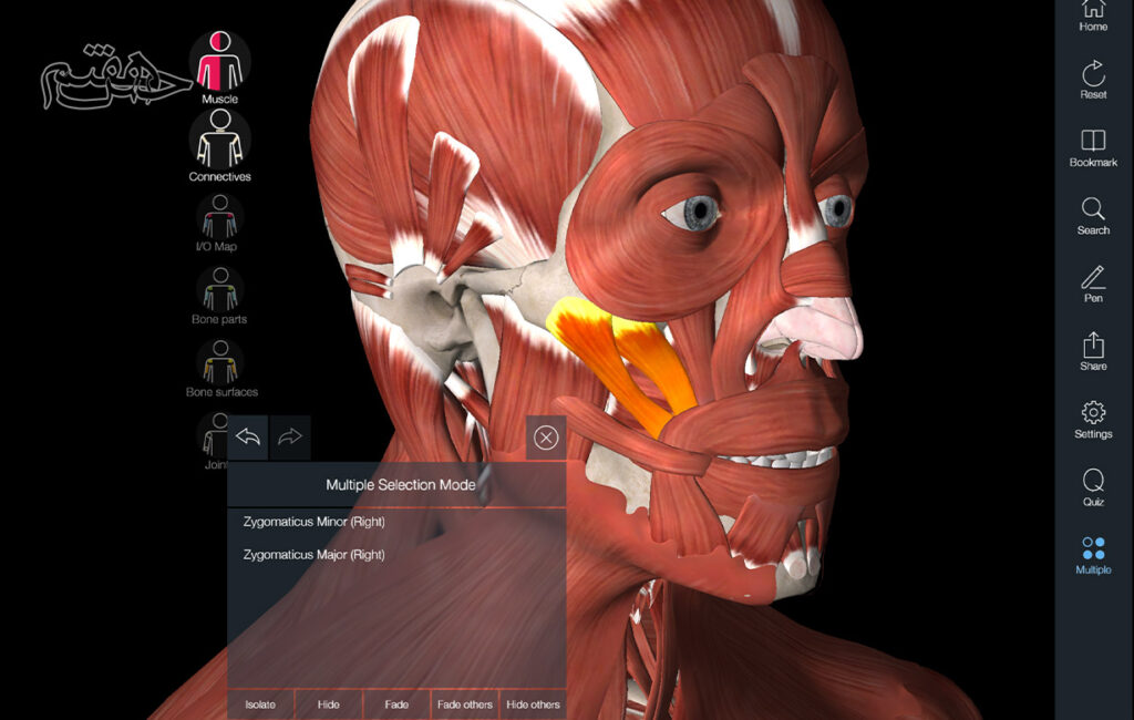 عضله گونه ای بزرگ