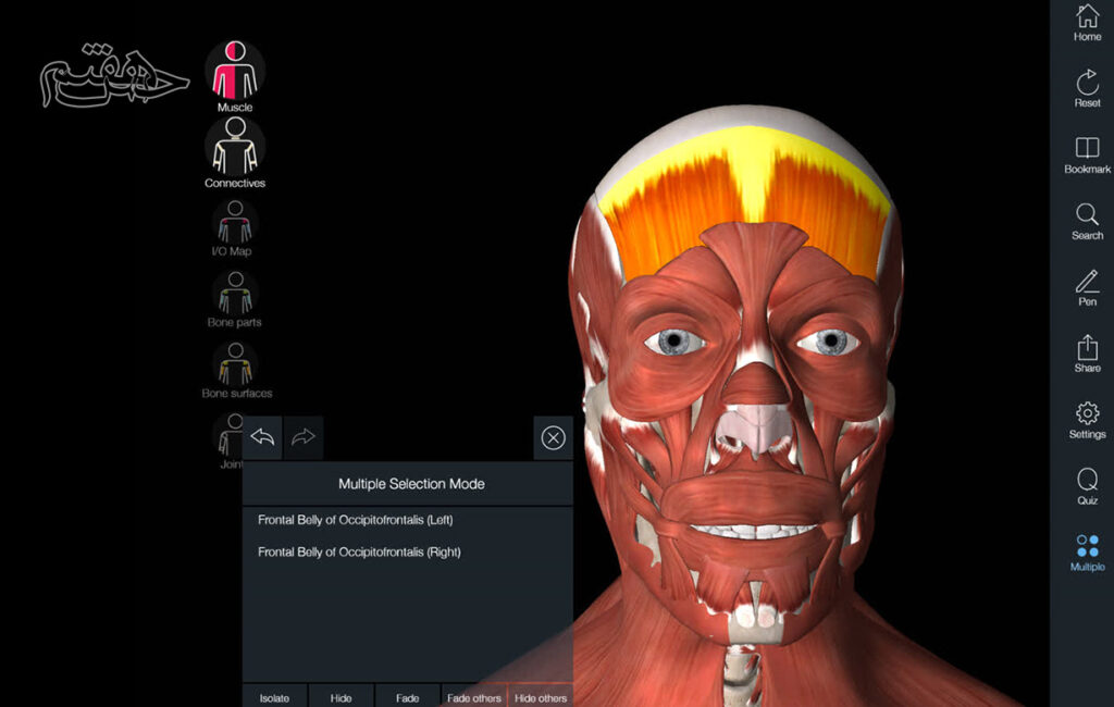 عضله پیشانی 