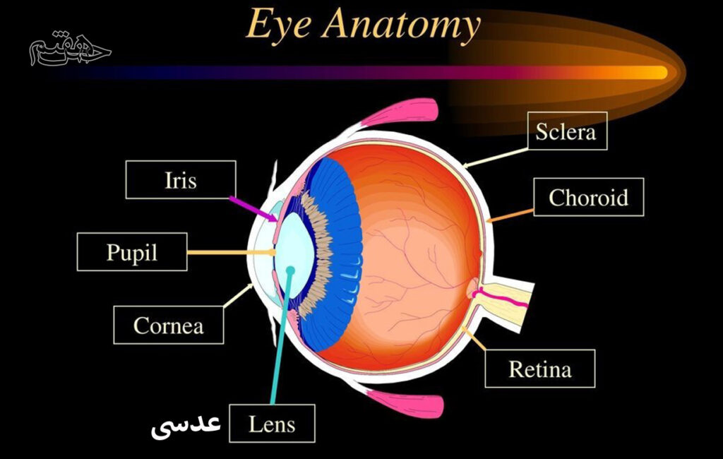 عدسی راز تمرکز نور در چشم 