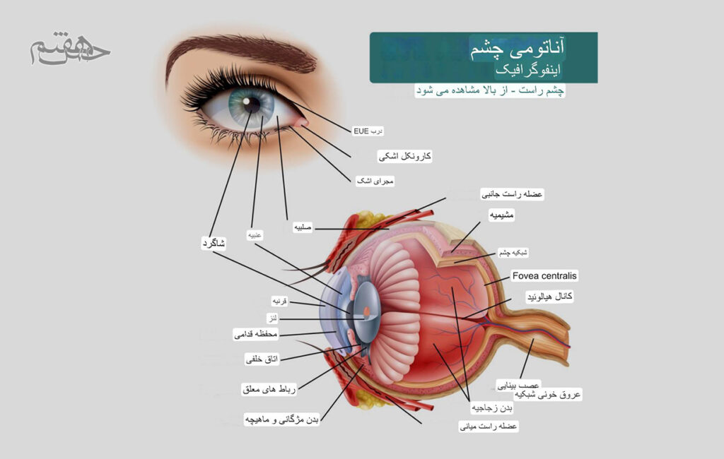 آناتومی چشم 