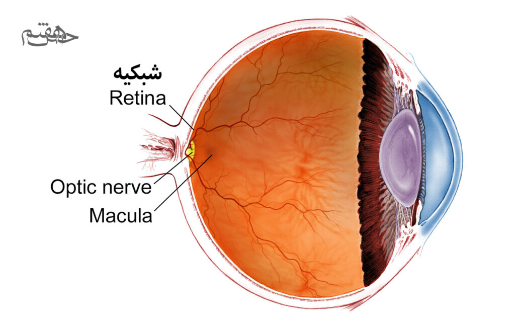 شبکیه دریچه ورود تصویر به مغز 