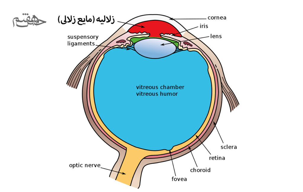 مایع زلالی 