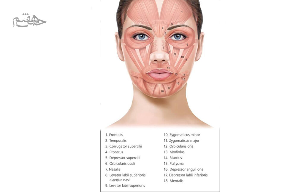 عضلات صورت برای آموزش  ماساژ صورت در خانه 