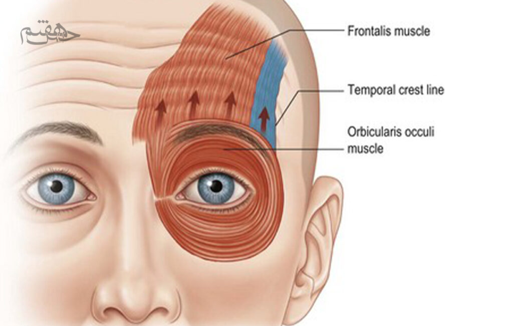 عضلات پیشانی (Frontalis):