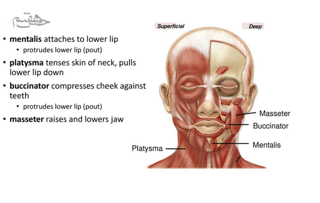 عضله Masseter (مسیتر)