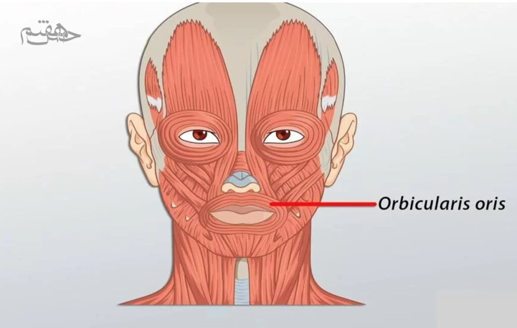 عضلات دور دهان (Orbicularis Oris)