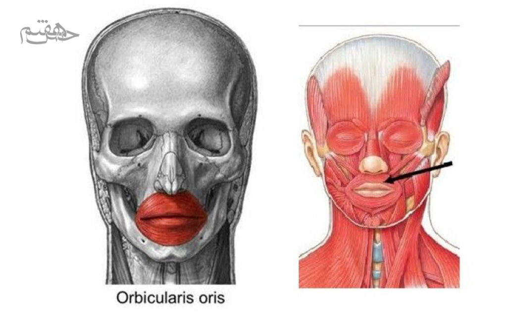 عضلات دور چشم (Orbicularis Oculi):