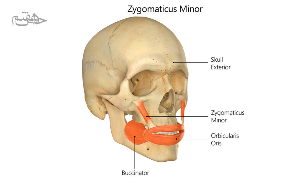 عضلات گونه (Zygomaticus Major و Minor)