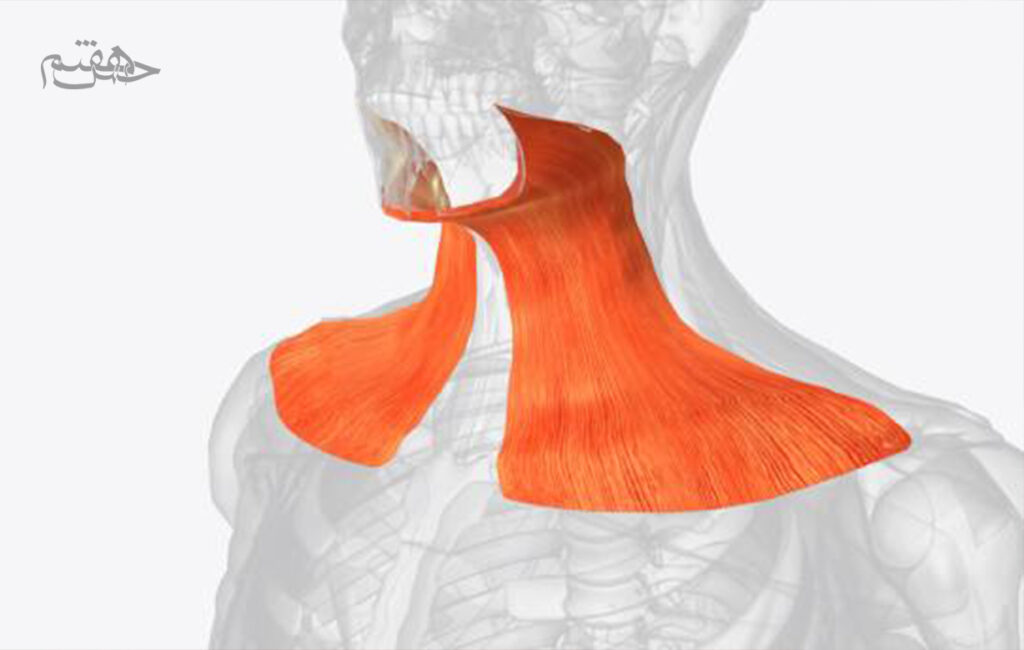 عضلات گردن (Platysma):
